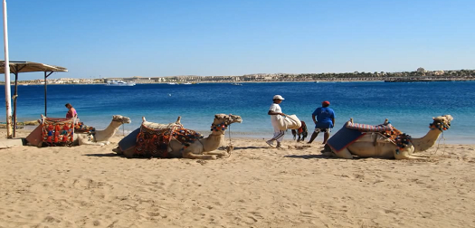 Camel Treking Camel Treking