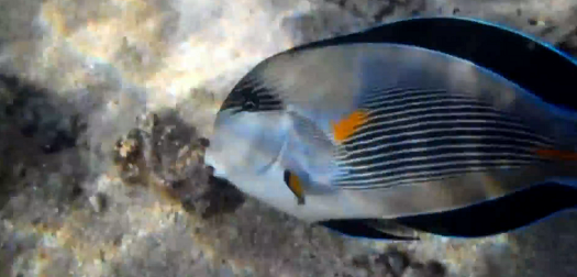teeming with fish
