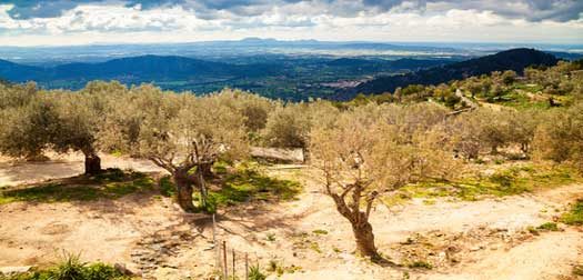 old olive grove near Alaro old olive grove near Alaro in Majorca, Spain