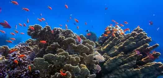 tropical fish on the coral reef in red sea, egypt tropical fish on the coral reef in red sea, egypt