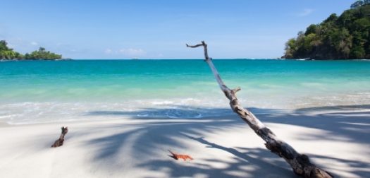 driftwood on a tropical beach