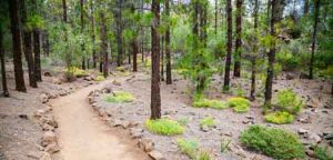 forest near vilaflor