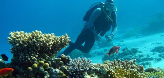 Scuba-diver-above-coral-reef525 Scuba-diver-above-coral-reef525